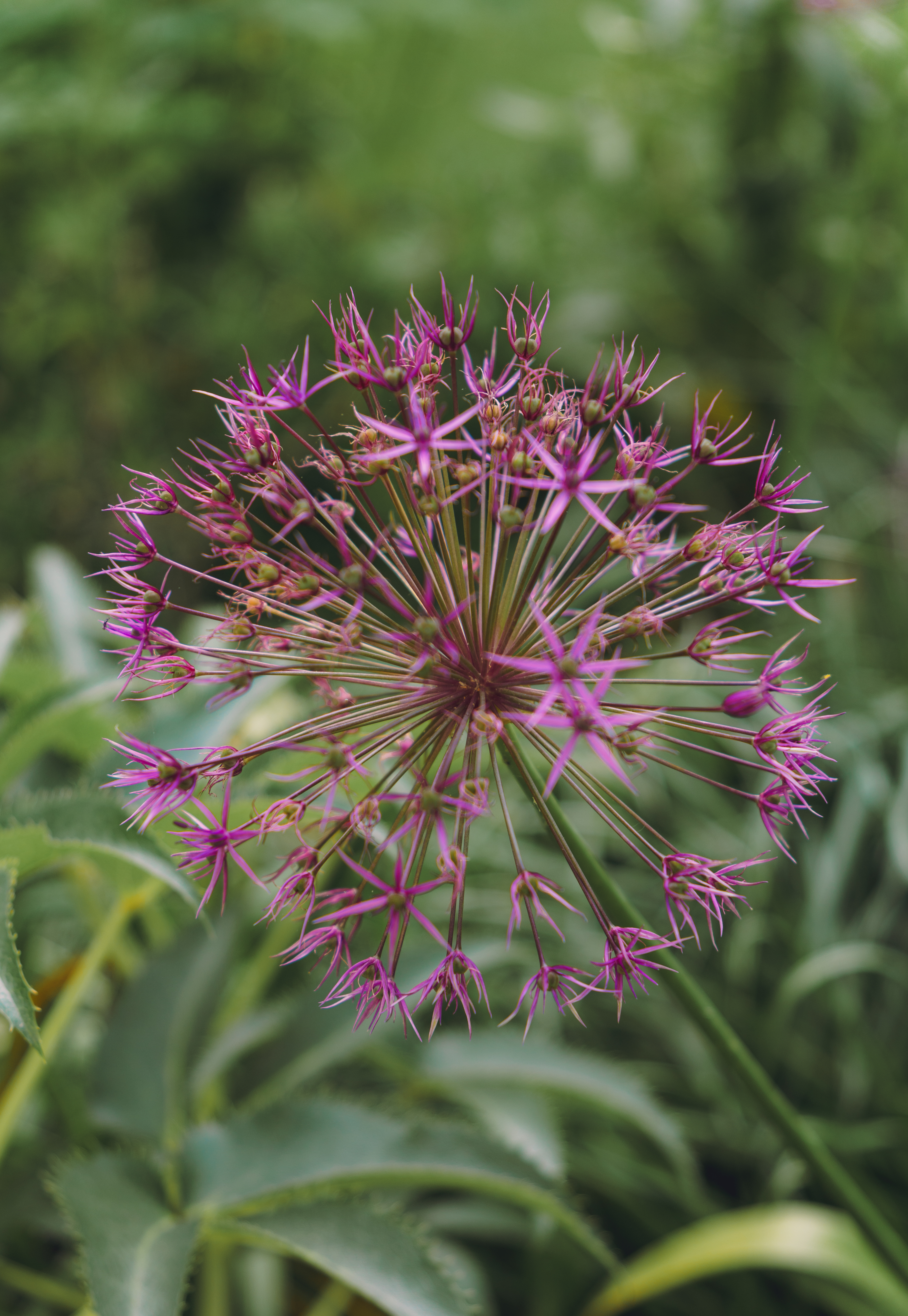 Allium (Star of Persia)